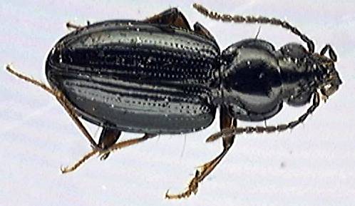 Bembidion unicolor